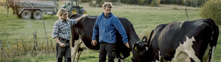 två kor i hage med man och kvinna