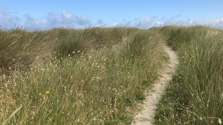 Sandstig genom gräslandskap vid havet.